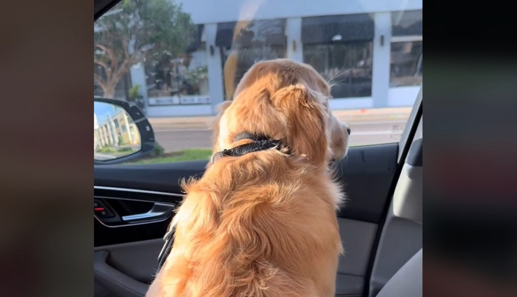 Kad te pas ignoriše: Ema je kupila sebi kafu, ali nije donela poslasticu svom ljubimcu, njegova reakcija je hit!