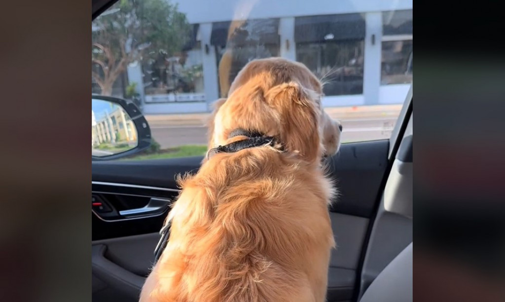 Kad te pas ignoriše: Ema je kupila sebi kafu, ali nije donela poslasticu svom ljubimcu, njegova reakcija je hit!