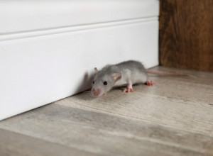 Imate miševe u kući? Ova 3 mirisa će pomoći da ih se zauvek otarasite, potpuno su prirodni