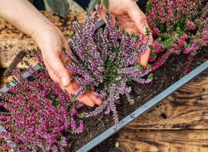 Kraljica jesenjih balkona: Neka vaša terasa bude najlepša ove jeseni pomoću ove biljke