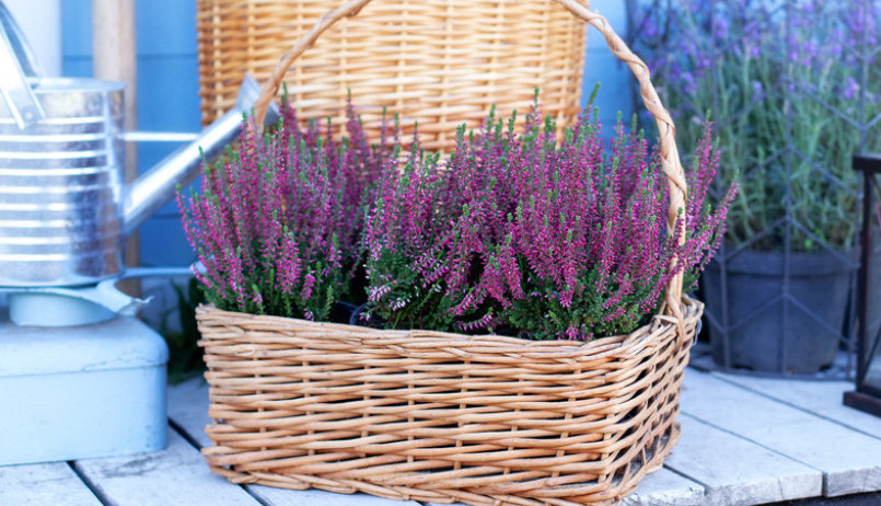 Jesenji cvet koji opstaje do debelog minusa: Otporan je na hladnoću, pa će vam terasa biti lepa i tokom zime