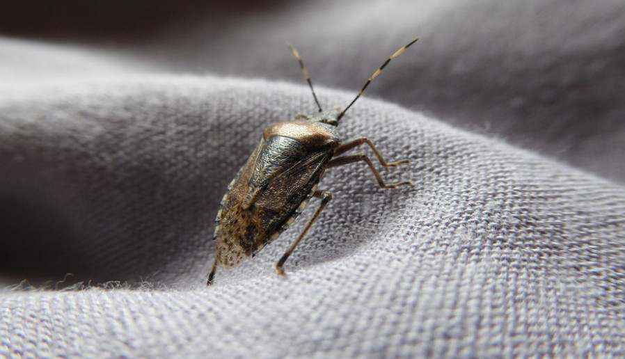 Kako uništiti smrdibube: Naprskajte ovo prirodno sredstvo od 2 sastojka i više neće kročiti u vašu kuću!