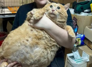 Mačak Mrvica nije izdržao strog režim mršavljenja: Odveli ga da skine višak kilograma, on pokušao da pobegne, pa se zaglavio!