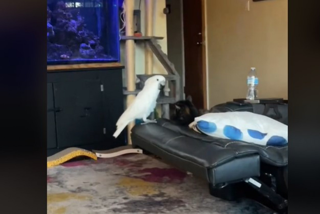 Neobično udvaranje: Papagaj peva serenadu mački iznad glave, a ona ga očarano sluša