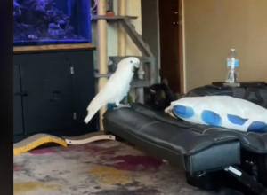 Neobično udvaranje: Papagaj peva serenadu mački iznad glave, a ona ga očarano sluša