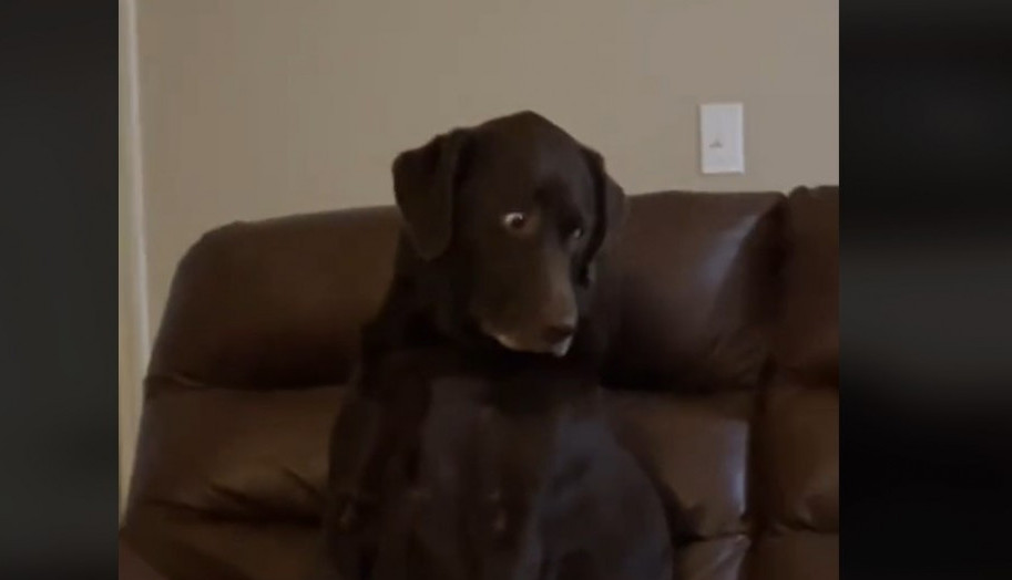 Labrador nasmejao ljude reakcijom: Kada se štene popelo na kauč, njegov pogled je bio urnebesan!