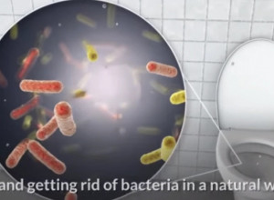 ČIšćenje kupatila bez hemije: U toku noći ubacite beli luk u wc šolju ujutro ćete se zaprepastiti onim šta vidite