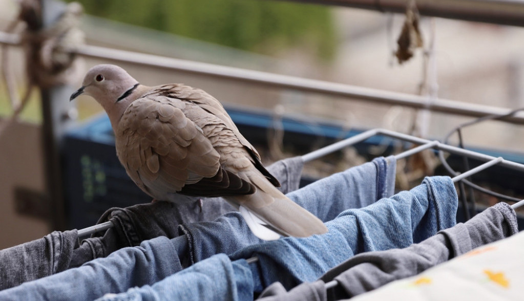 Ovo imate u fioci, a tera golubove kao strašilo! Samo stavite taj predmet na terasu i ptice više neće dolaziti