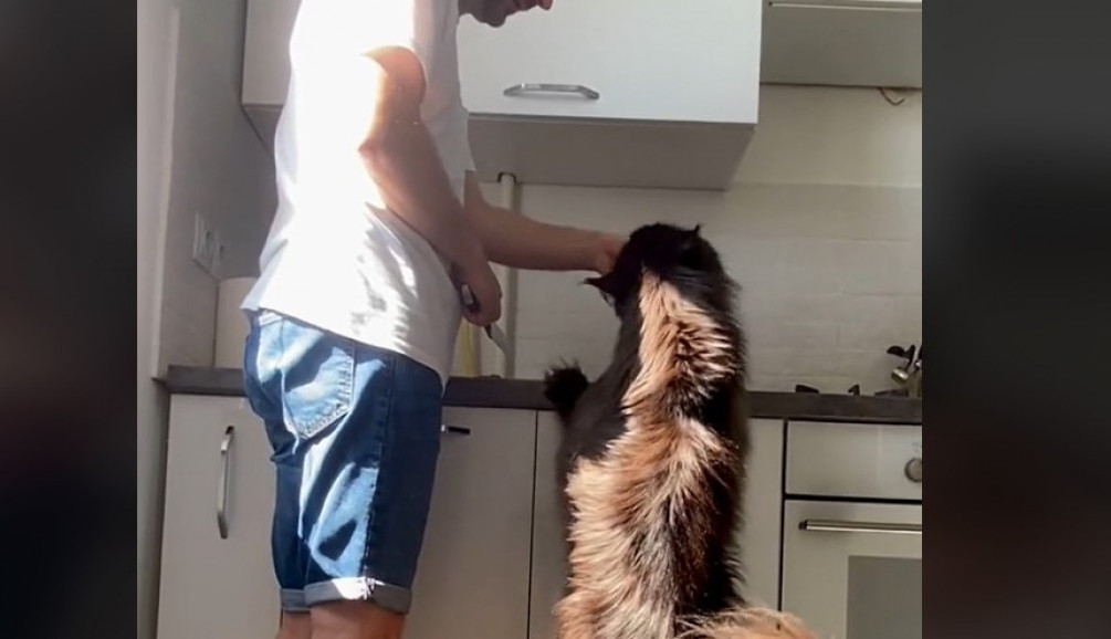 Veličina ovog mačka šokirala 10 miliona ljudi: „Koliko hrane pojede dnevno, porastao je kao prase!“