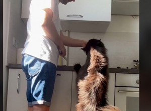 Veličina ovog mačka šokirala 10 miliona ljudi: „Koliko hrane pojede dnevno, porastao je kao prase!“