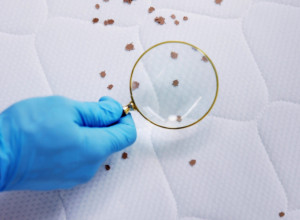 Izbacite bube iz kreveta: Ova metoda jednim potezom detektuje štetočine, rešava  ih u tren oka