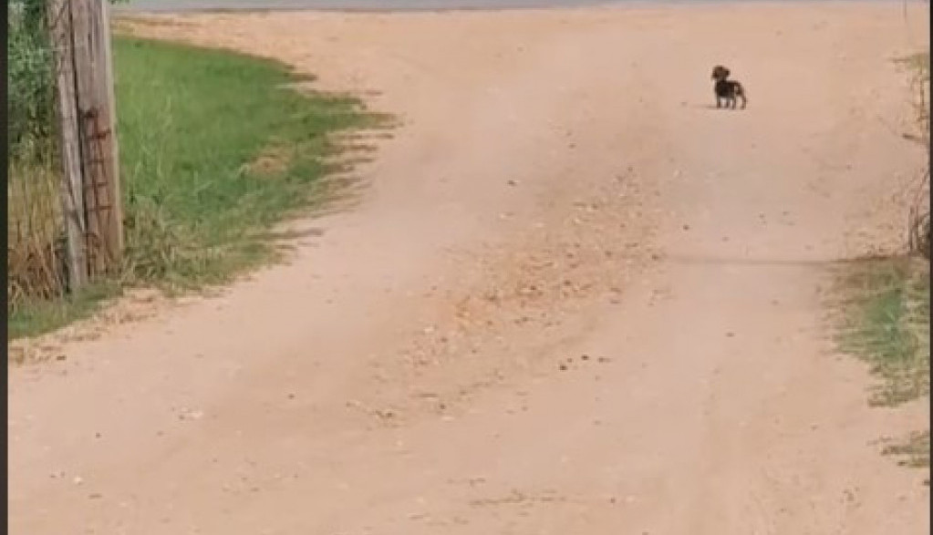 Bože, kakva sreća! Preslatka devojčica i njena kuca, raznežile su srca 135 miliona ljudi!