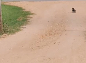 Bože, kakva sreća! Preslatka devojčica i njena kuca, raznežile su srca 135 miliona ljudi!