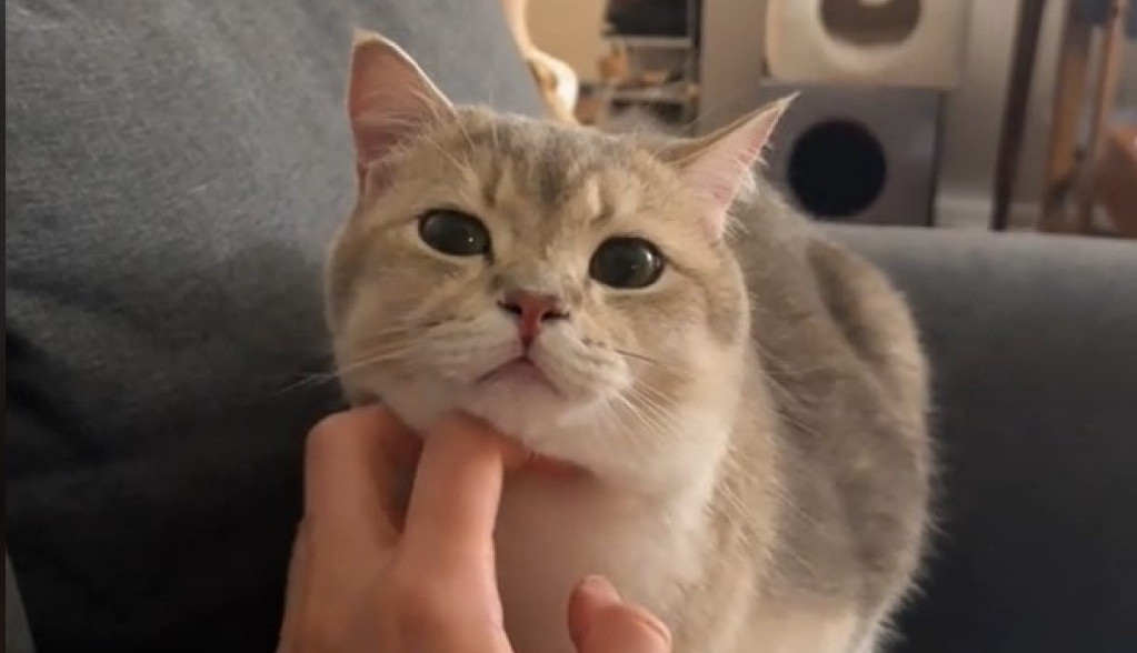 Njihov dirljiv susret topi i najtvrđa srca: Mačak je video svog brata posle 2 nedelje razdvojenosti