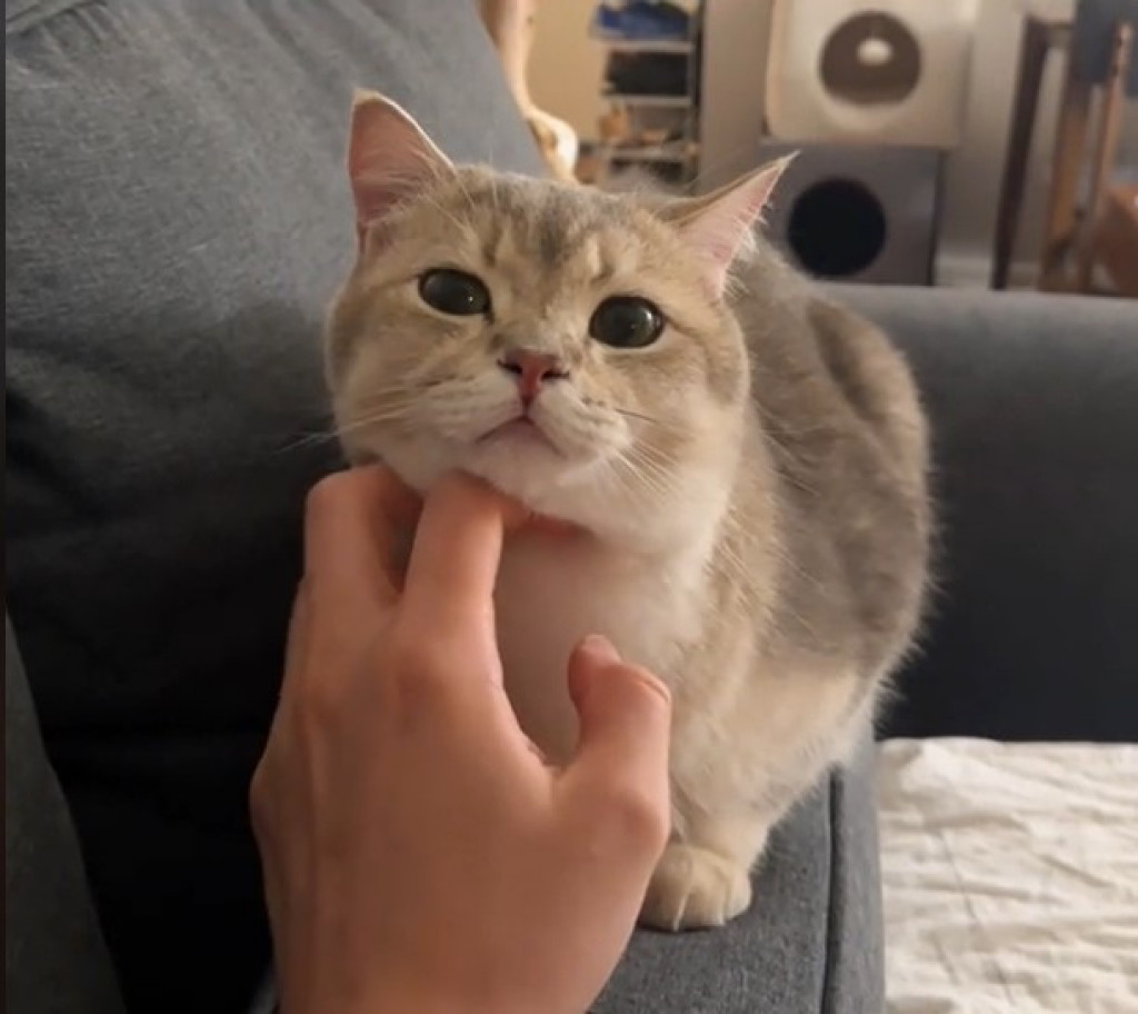 Njihov dirljiv susret topi i najtvrđa srca: Mačak je video svog brata posle 2 nedelje razdvojenosti