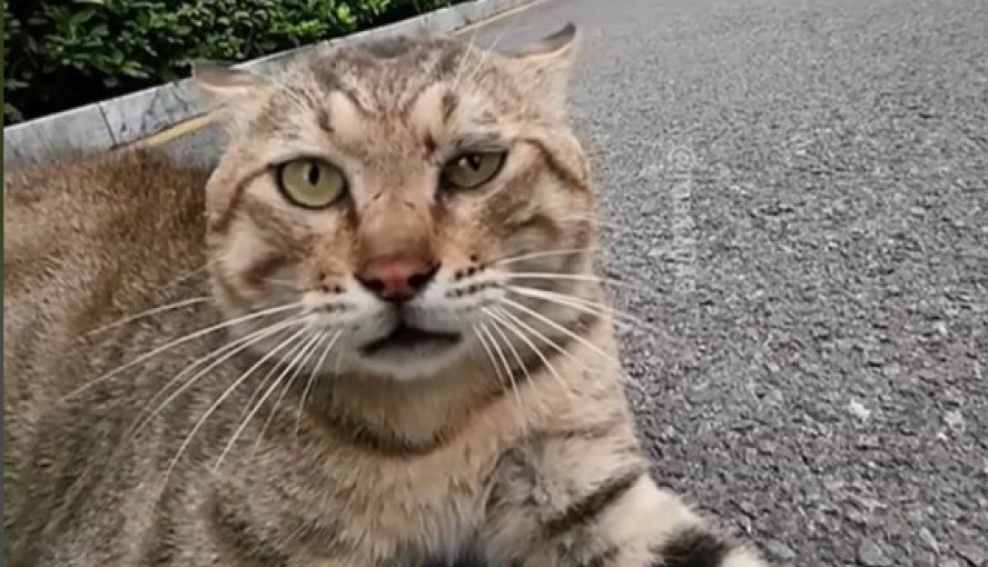 Pobesneli Maks pravi haos po komšiluku: Mačak se svađa sa svima u kraju, njegovi nestašluci su hit!
