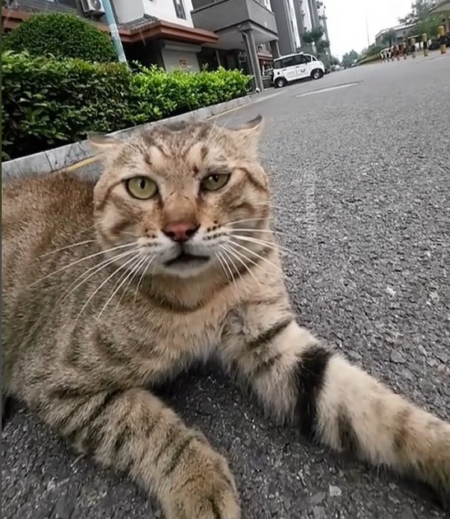 Pobesneli Maks pravi haos po komšiluku: Mačak se svađa sa svima u kraju, njegovi nestašluci su hit!