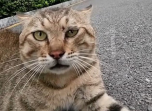 Pobesneli Maks pravi haos po komšiluku: Mačak se svađa sa svima u kraju, njegovi nestašluci su hit!