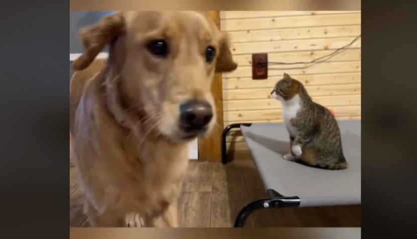 Ovo će vam ulepšati dan: Upoznavanje psa i mačke je prošlo neočekivano, raznežili su 2 miliona ljudi!
