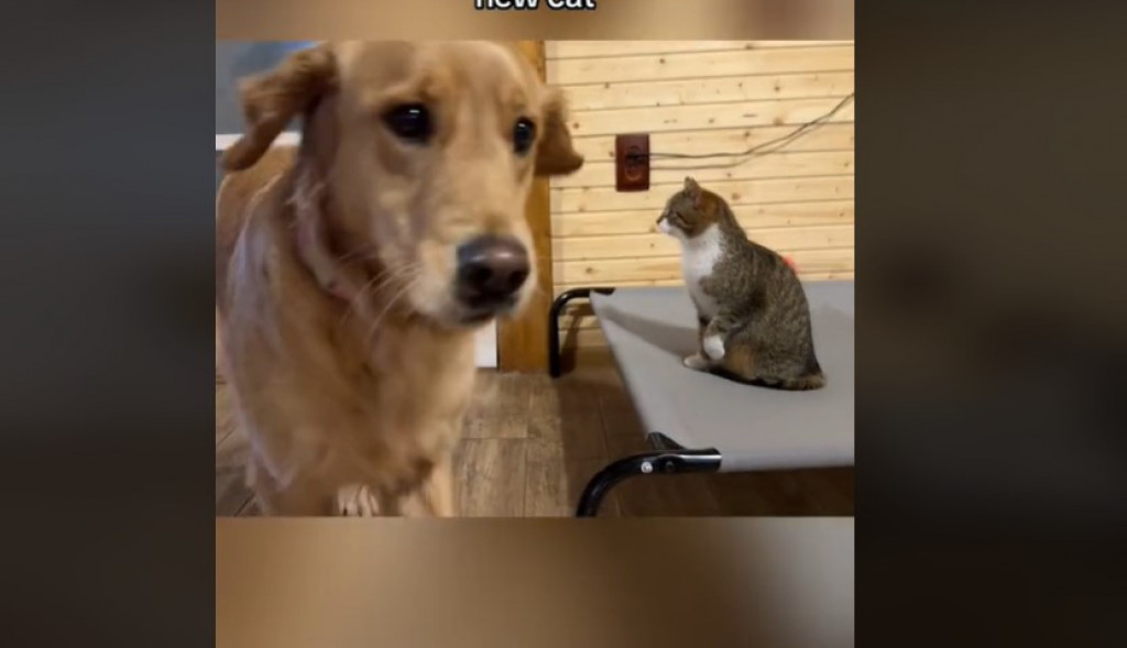 Ovo će vam ulepšati dan: Upoznavanje psa i mačke je prošlo neočekivano, raznežili su 2 miliona ljudi!