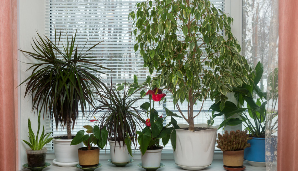 Ako ovu biljku imate u kući, odmah je izbacite: Veruje se da loše utiče na ljubavni život i porodične odnose, jer privlači svađe