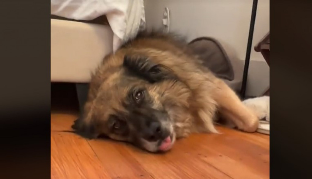 Urnebesna reakcija nasmejala milione: Žena uhvatila trenutak kada je pas shvatio da ne ide u park nego kod veterinara