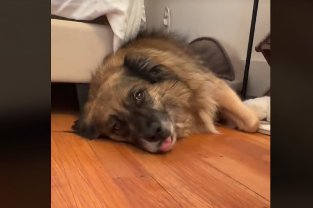 Urnebesna reakcija nasmejala milione: Žena uhvatila trenutak kada je pas shvatio da ne ide u park nego kod veterinara