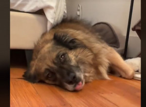 Urnebesna reakcija nasmejala milione: Žena uhvatila trenutak kada je pas shvatio da ne ide u park nego kod veterinara