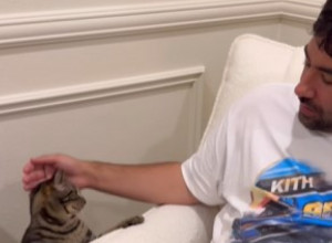 Tata je bebi čitao priču, a onda je došla mačka: Prekinula je porodičnu idilu, reakcija deteta nasmejala 3 miliona ljudi!