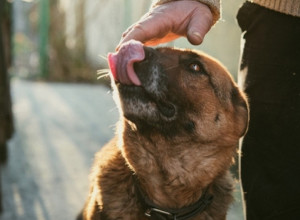 Izgubila je sve udove nakon što je dopustila psu da je liže: Usledila je grčevita borba za život, a dijagnoza je bila pravi šok