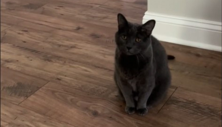 Čuvala je mačku 2 godine, pa su se rastale: Ta scena je do suza nasmejala ljude, urnebesna je!