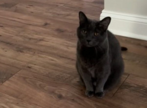 Čuvala je mačku 2 godine, pa su se rastale: Ta scena je do suza nasmejala ljude, urnebesna je!