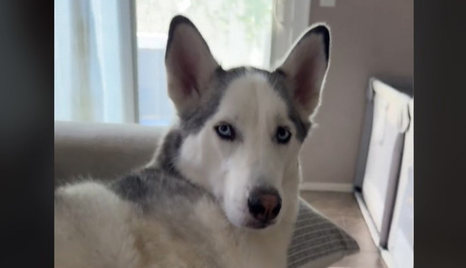 Beba je neutešno plakala, a pas je sve iznenadio: Neočekivana reakcija haskija nasmejala 25 miliona ljudi!