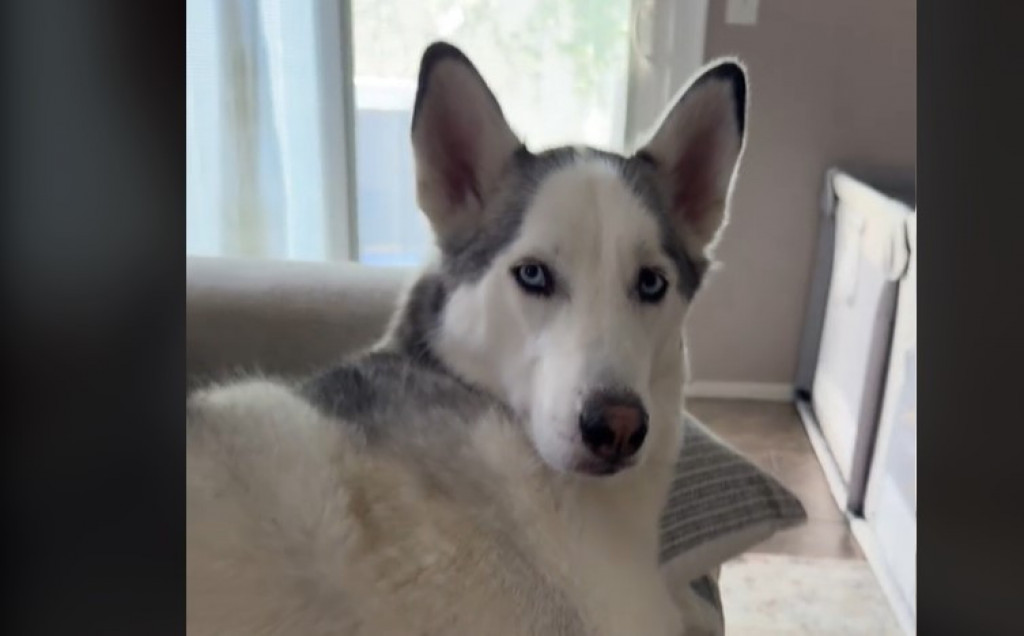 Beba je neutešno plakala, a pas je sve iznenadio: Neočekivana reakcija haskija nasmejala 25 miliona ljudi!