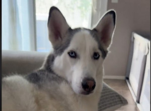 Beba je neutešno plakala, a pas je sve iznenadio: Neočekivana reakcija haskija nasmejala 25 miliona ljudi!