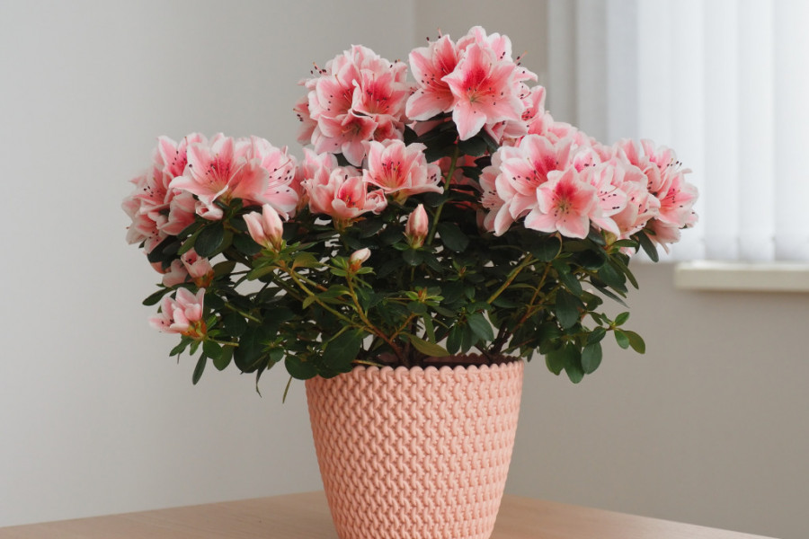 Niko ga se na pijaci ne seti, a opstaje i zimi i leti: Najlepši cvet koji preživi i sparine i letena jutra, a skoro nijedna kuća ga nema