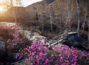 Najlepši cvet koji se ne plaši zime: Raskošnim izgledom ukrašavaće vašu terasu cele godine