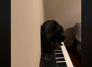 Neobično noćno buđenje: Ženu su trgnuli iz sna čudni zvukovi, zapanjila se kad je videla šta radi njena mačka