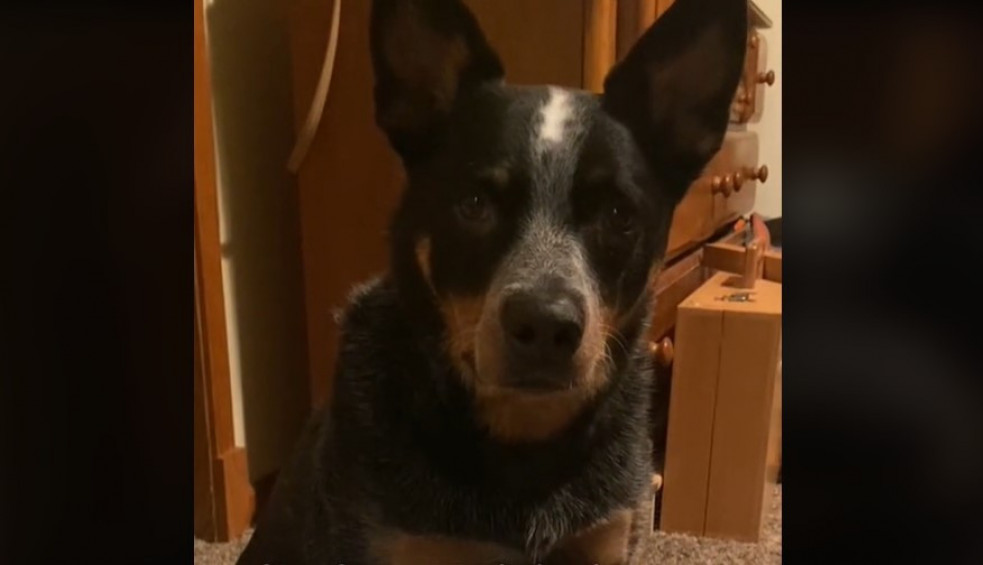 "Kao da im je mama": Keruša je pronašla napuštene mačiće i raspilavila ljude svojom brigom o njima