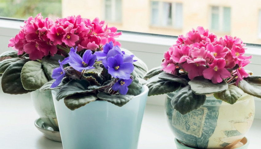 Kako da ljubičice bujno cvetaju tokom zime: Sipajte malo ovog rastvora, biće raskošne kao iz cvećare!