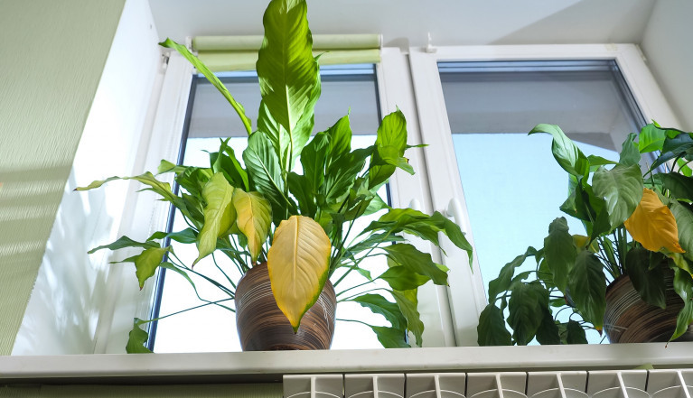 Otporne na topao i svu vazduh, skoro neuništive: 5 vrsta biljaka koje najlaganije mogu da stoje pored radijatora