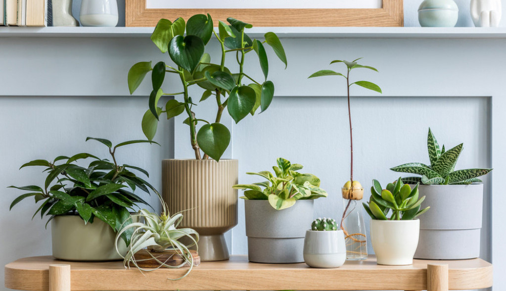 Ove 4 sobne biljke štite od kondenzacije i vlage: Cveće koje će vas spasiti tokom zime od crnih buđavih fleka