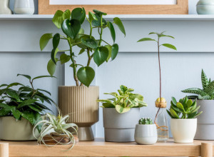 Ove 4 sobne biljke štite od kondenzacije i vlage: Cveće koje će vas spasiti tokom zime od crnih buđavih fleka