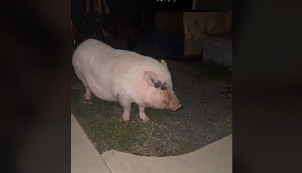 Svinja provalila u garažu i popila svo pivo! Postala hit na internetu, ljudi plaču od smeha dok gledaju