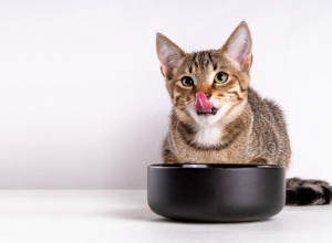 To je mit, svi prave veliku grešku, nikako ga više ne dajite kao poslasticu: Evo zašto mačke ne smeju da piju mleko?