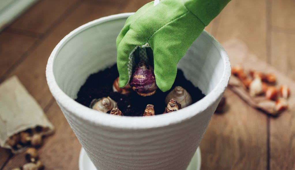 Posadite ovaj divan cvet što pre: Na proleće ćete imati najlepše dvorište puno veselih latica