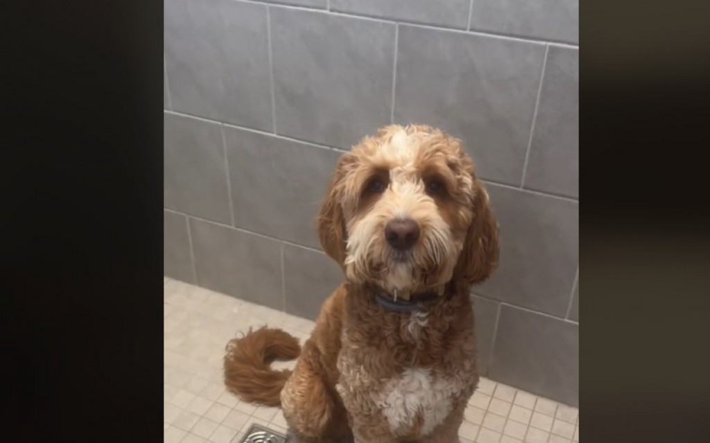 Pas Buba se užasno plaši pauka! Pogledajte gde se sakrije svaki put kada ga ugleda, ljudi crkavaju od smeha!