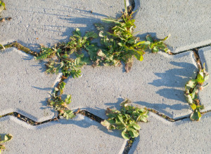 Uništite korov koji raste oko betonskih ploča: Baštovan je otkrio jednostavan trik, treba vam samo 1 sastojak iz kuhinje!