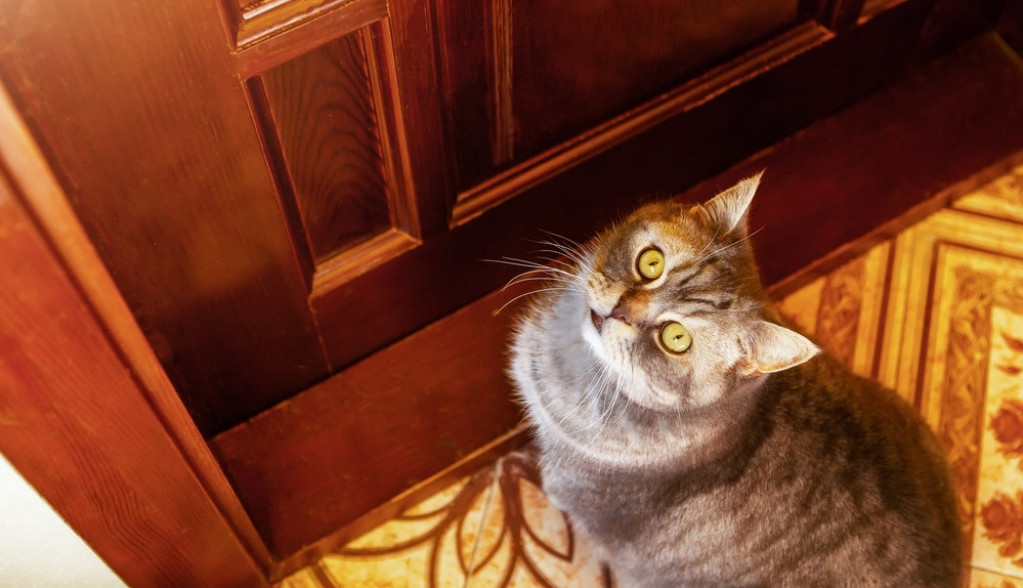 Šta znači kad mačka dođe sama na kućni prag? Ne terajte je, veruje se da to znači samo jedno