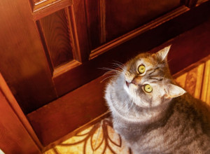 Šta znači kad mačka dođe sama na kućni prag? Ne terajte je, veruje se da to znači samo jedno